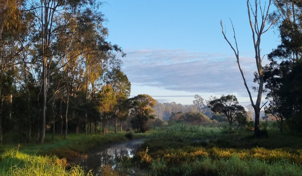 View of Blunder Creek from the Wetlands Discovery Trail
