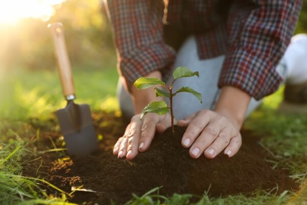 hands planting in the garden