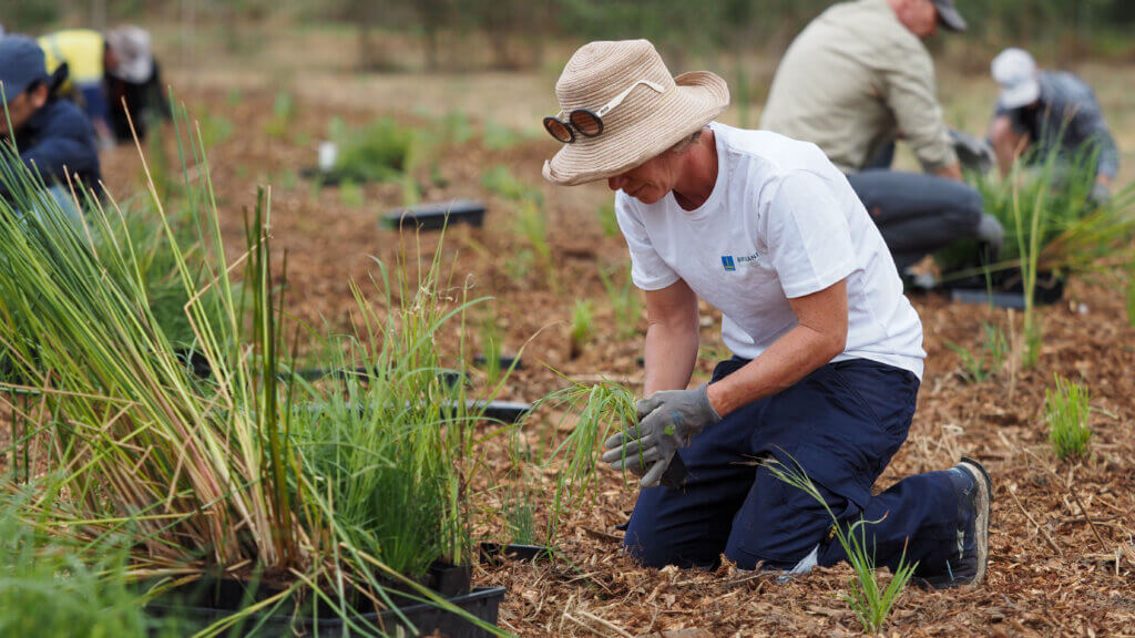 Image of community planting day at Archerfield Wetlands