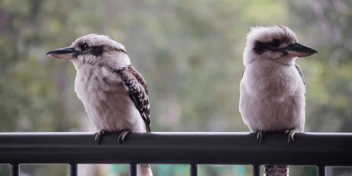 Kookaburras on balcony