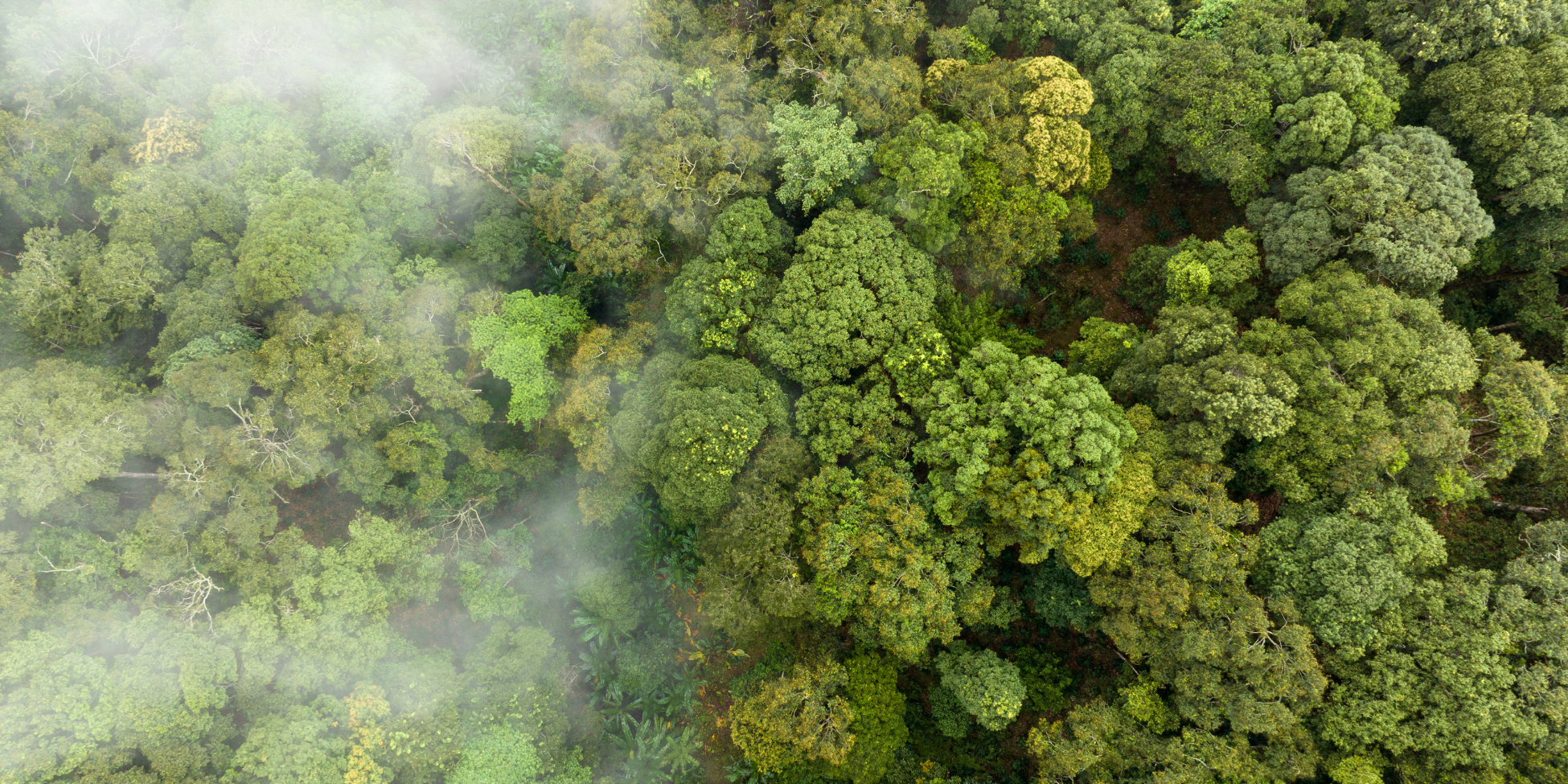 Aerial view of trees