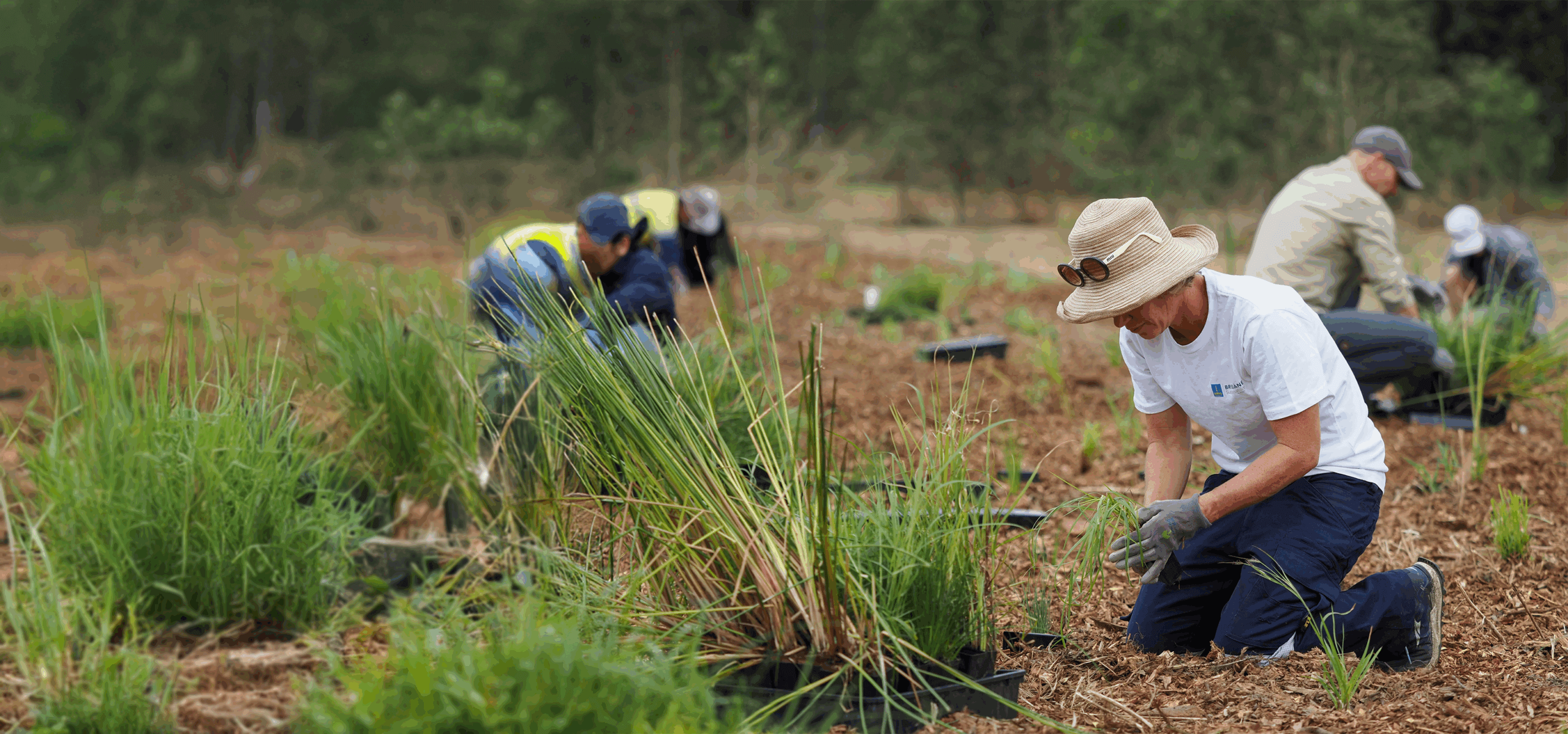 Image of people planting trees.